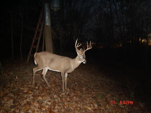 9 point buck 9 point buck